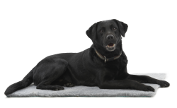 KRUUSE Vet Bed Grey, 75 x 50 cm